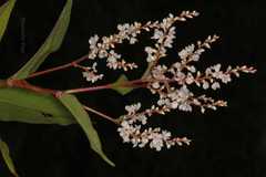 Polygonum polystachyum
